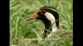 Red wattled Lapwing at its nest