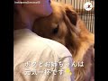 これで毎日元気いっぱい😆 甘えん坊ゴールデンと飼い主さんの大切な時間❤️【peco tv】