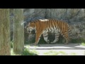 2017.5.5 amur tiger　アムールトラ　母ナナ（１８歳♀） ＆ 息子フジ（６歳♂）　交替ルーティーン　（日本平動物園）