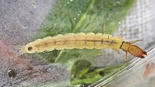 The Underwater Life of the Caddisfly
