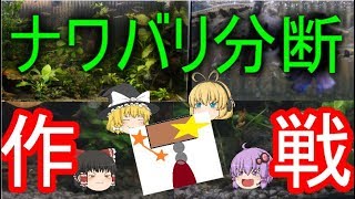 【ゆっくり・VOICEROID解説】アクアリウム「縄張り分断作戦と、その結末」水底から仰ぐ星part18水底計画part19