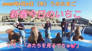 うみたまご2025年1月2日新春のいちこちゃんの１日、ご覧ください。