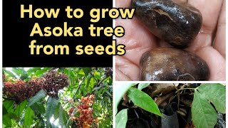 How to grow asoka tree from seeds #Saraca_asoca