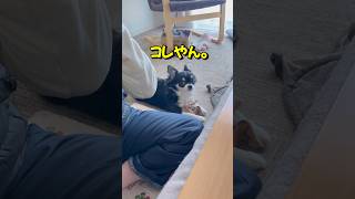 キレるチワワが笑うばあちゃんに放置されてしまった #chihuahua #dog