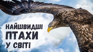 🐦 Найшвидший птах у світі 🐦 у горизонтальному польоті 🐦Спасан, Стриж, Качка