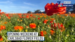 Opening weekend at the Carlsbad Flower Fields | San Diego News Daily