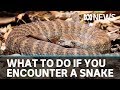 What should you do if you're bitten by a snake or come across one in the wild? | ABC News