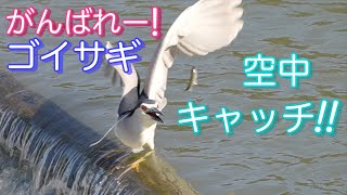 ゴイサギ[Black-crowned night heron]空中キャッチに挑戦！カワセミ[Common Kingfisher]はホバリングで獲物を狙う！