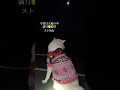 2025.1.14 今夜は満月🌕迷うことなく　さくらのスト始まりました　 秋田犬さくら さくらのスト 満月の夜