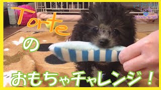 【生後2ヶ月】愛犬Torteのおもちゃチャレンジ！〔トイプードルのTorte channel〕【トイプードルの子犬】