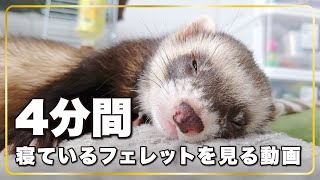 ４分間 寝ているフェレットを見る動画　リラックス動画　ferret!!! Watch the sleeping ferret for 4 minutes