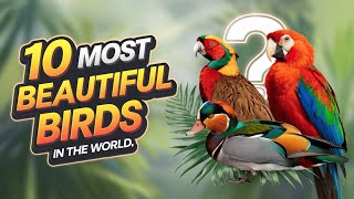 The 10 Most Beautiful Bird Species | Most Captivating Birds in Nature