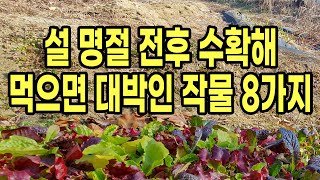 설 명절 전후 수확해 먹으면 대박인 작물 8가지