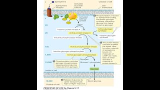 Cell Signaling AP Biology