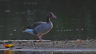 一隻鴻雁Swan Goose  一隻灰雁Graylag Goose  和九隻 豆雁在 金城湖  20240107