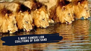 THE 5 MOST FAMOUS COALITIONS OF LIONS - MAPOGOS - MAHINGILANES - SELATIS - MATIM
