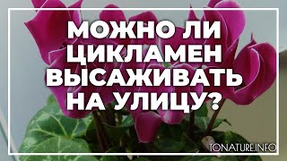 Можно ли цикламен высаживать на улицу? | toNature.Info