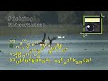 zeearend sea eagle seeadler vangt brandgans jaap deensgat uhd 4k 20180901 natuurkanaal