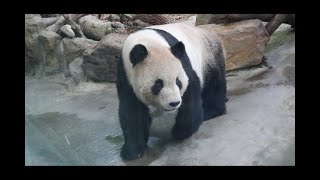 20211221 團團休假滿一周 瞬間開蓋真高手(午餐) Giant Panda Tuan Tuan