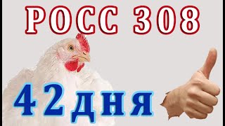 РОСС308  - 42 дня. Опять все напутала! Едим - славный корм  и пьем пробиотики моноспорин и проЛам.