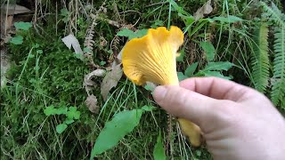 CANTHARELLUS CIBARIUS (REBOZUELOS) ZONA NORTE 7/7/2022