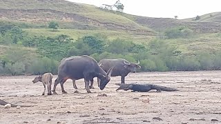 Komodo vs big buffalo