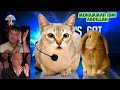 Kucing Sholawat Got Talent | Kucing Sholawat Muhammad Ibni Abdillah