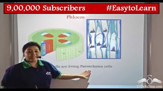 Phloem