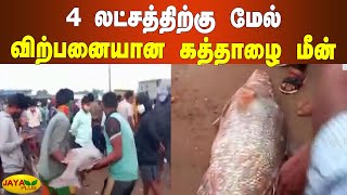 மீனவர் வலையில் சிக்கிய கத்தாழை மீன் 4 லட்சத்துக்கு மேல் விற்பனை | Fish Sales | Andhra