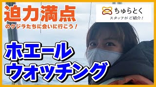 迫力満点のクジラに会いに行こう！冬の風物詩「ホエールウォッチング」三重城港出発【那覇市】