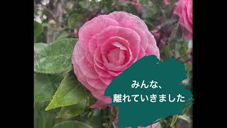 元創価学会員「大好きだった親友たちとのお別れ」平和の天使ぴーこラジオ #14