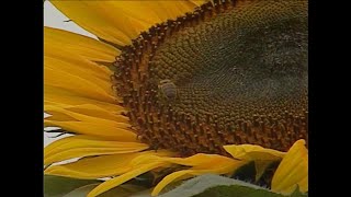 Allergies in Oklahoma