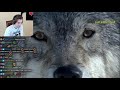 xQc Reacts To Daughter Wolf Sneaks Away To Mate With Outcast Male | BBC Earth