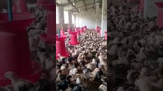 Poultry farming 🐣🐥🐓 #shorts #trending #polutry  #new #viralvideo #trendingnow #giriraja