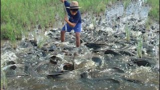 wow Amazing Fishing - Cambodia Traditional fishing - How to Catches Fish (Part 111)