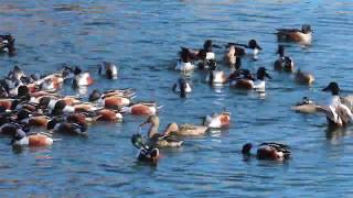 Filming the Feathers: The Northern Shoveler Ballet