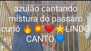 azulão cantando mistura do passaro curió 🔥💥❤🌟LINDO CANTO💙