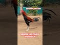 ravindra gari punjulu top quality breed available pandem rooster topquality @harshafarms