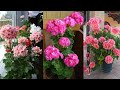 6 Quick tips to keep Geraniums Blooming