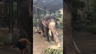 ആനയുടെ കാലിൽ ചങ്ങല ഇടുന്നത് കണ്ടോ 😱😱🐘#shortsfeed #shorts #viralshorts #subscribe