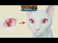 Albino eyes [] Warrior Cats: Ultimate Edition Ideas