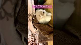 【真実‼️】こたつから出れない現象は人間だけじゃなかった(*_*)#shorts #こたつ#ねこ #cutebaby