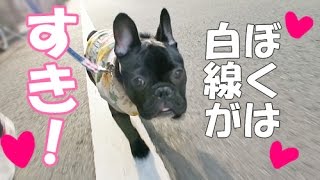 【犬の変なクセ】白線の上を歩く子犬フレブルが可愛すぎて悶絶w