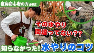 【植物が上手く育たない...】それ水やりが原因です!!適切な水やりのタイミングまとめ!!