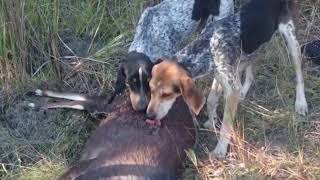 2017- Bushbuck season with hounds