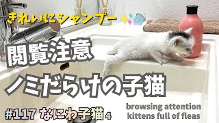 ノミだらけの体とさようなら✋🐾【猛暑の屋根裏で子猫保護・なにわ4】Picture of kitten rescue