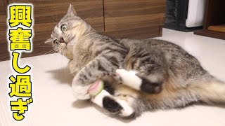 楽しそうにボールで遊ぶ猫。転がってケリケリしてドリブルして【猫 かわいい】