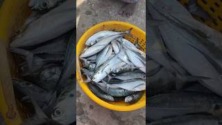 கோவளம் கடற்கரையில் இன்றைய மின் நிலவரம்🐟 #village #kovalambeach