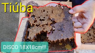 Dividi esta CAIXA de Abelha TIÚBA com Discos de 18x18cm. LOUCURA!!!