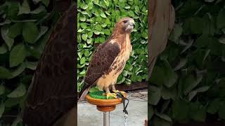 レッドテールホーク　アニちゃん　凛々しく可愛く　【掛川花鳥園】Red tailed hawk Ani-chan Kakegawa Garden